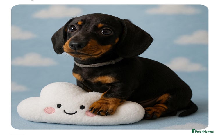 Miniature Dachshund dogs - Advert 1