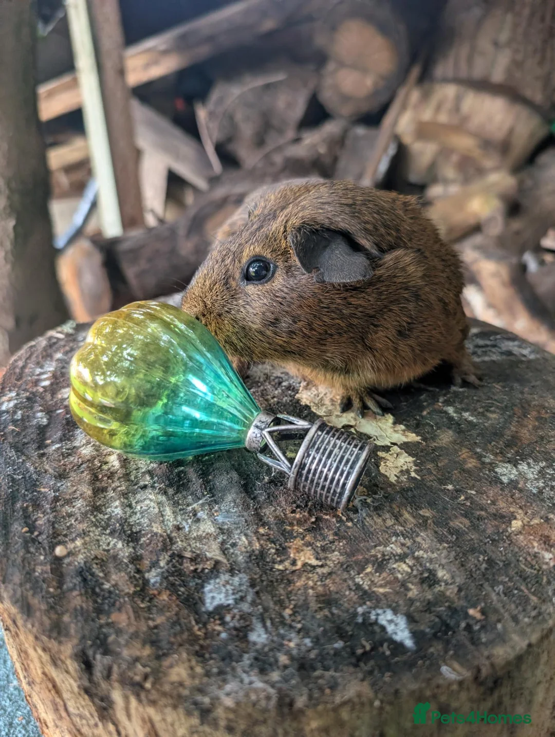 Guinea Pig rodents for sale: Guinea pigs - Advert 10