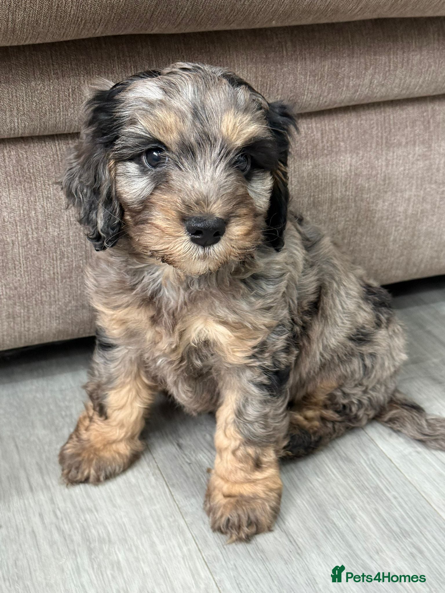 Cavapoo dogs Merle F1 Cavapoo puppies - Advert 1