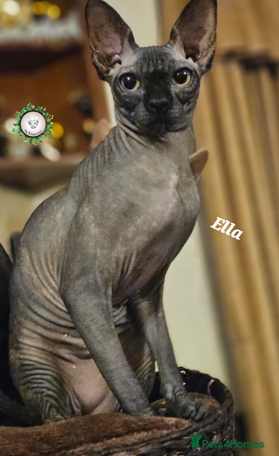 Sphynx cats for sale: Beautiful Canadian Sphynx 😍  - Advert 3