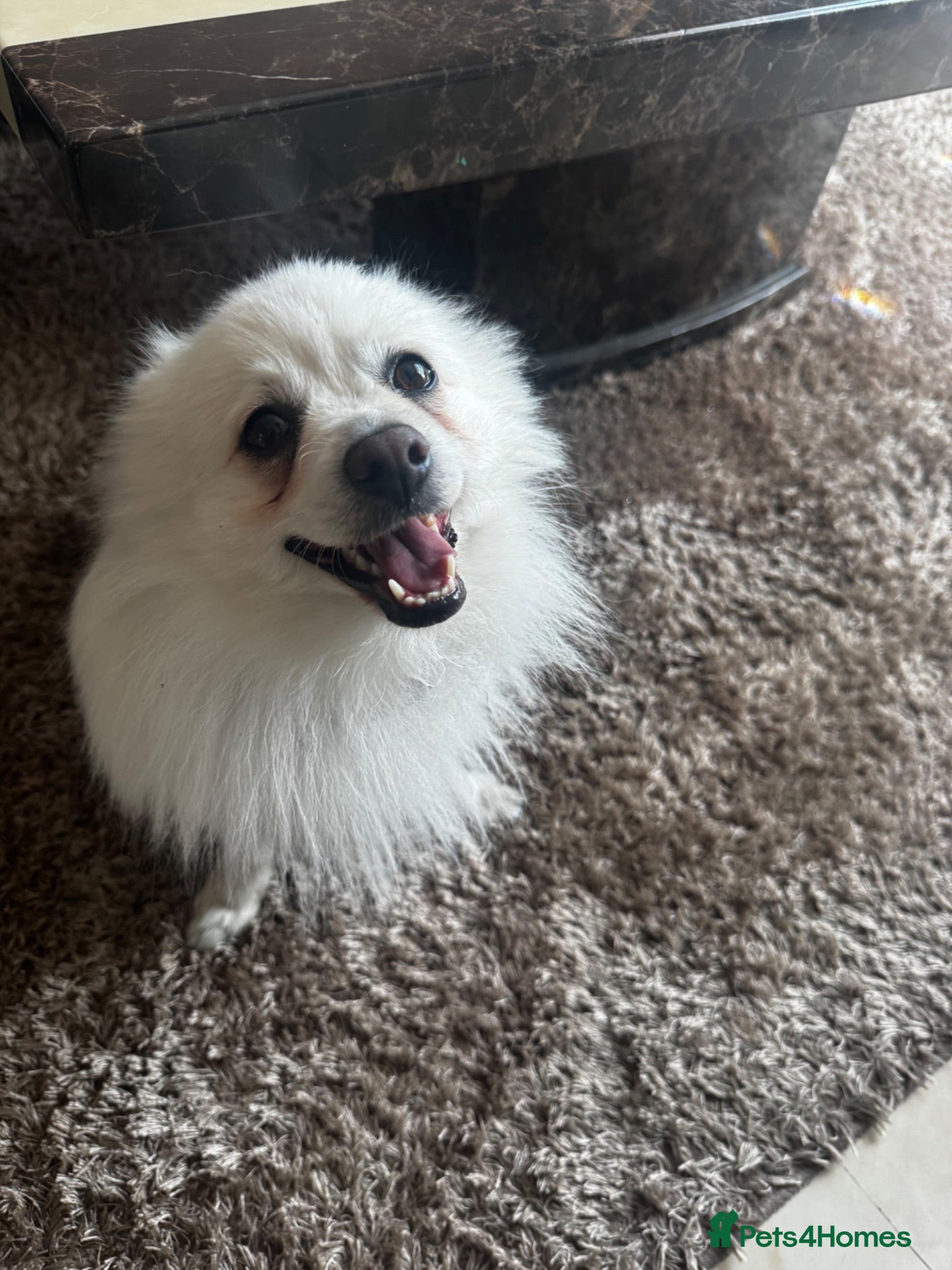 Pomeranian dogs White Pom for sale - Advert 3