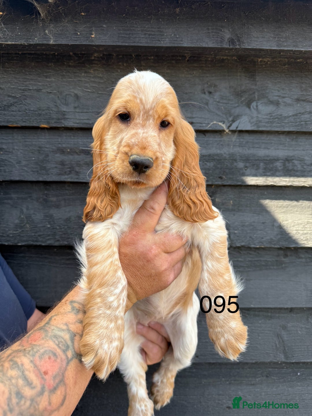 Cocker Spaniel dogs for sale: Fabulous Cocker Spaniel Pupies - Image 1