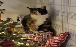 Domestic Shorthair cats for sale: Domestic Shorthair - Tortie Colouring - Advert 1