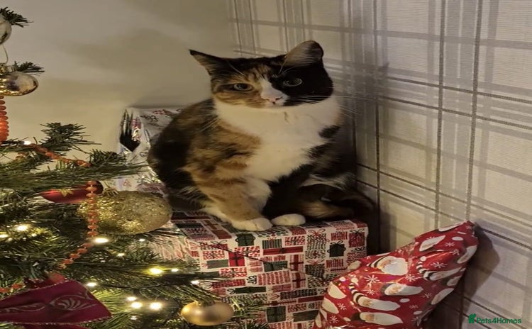 Domestic Shorthair cats Domestic Shorthair - Tortie Colouring - Advert 2