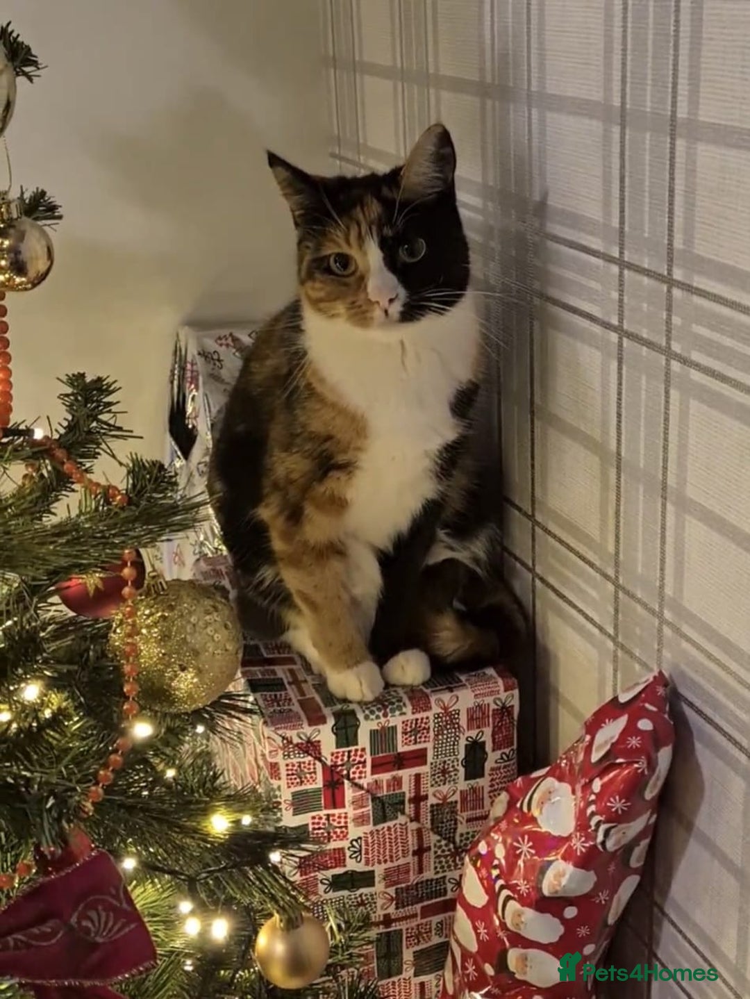 Domestic Shorthair cats for sale: Domestic Shorthair - Tortie Colouring - Advert 1