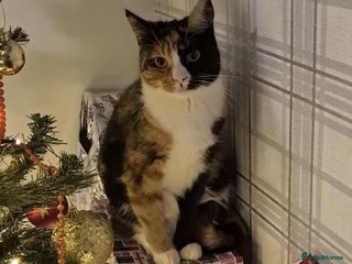 Domestic Shorthair cats for sale: Domestic Shorthair - Tortie Colouring - Advert 1