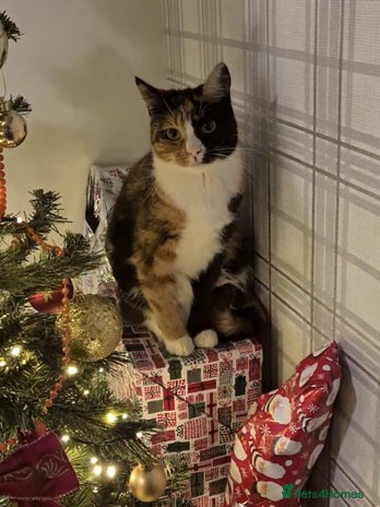 Domestic Shorthair cats Domestic Shorthair - Tortie Colouring - Advert 1