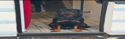 Rottweiler dogs for sale: Chunky German Rottweilers pups  - Advert 23