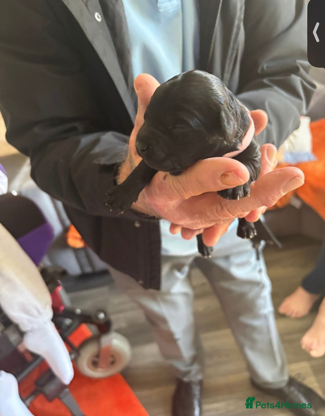 Cockapoo dogs for sale: Cockapoo pups  - Advert 4