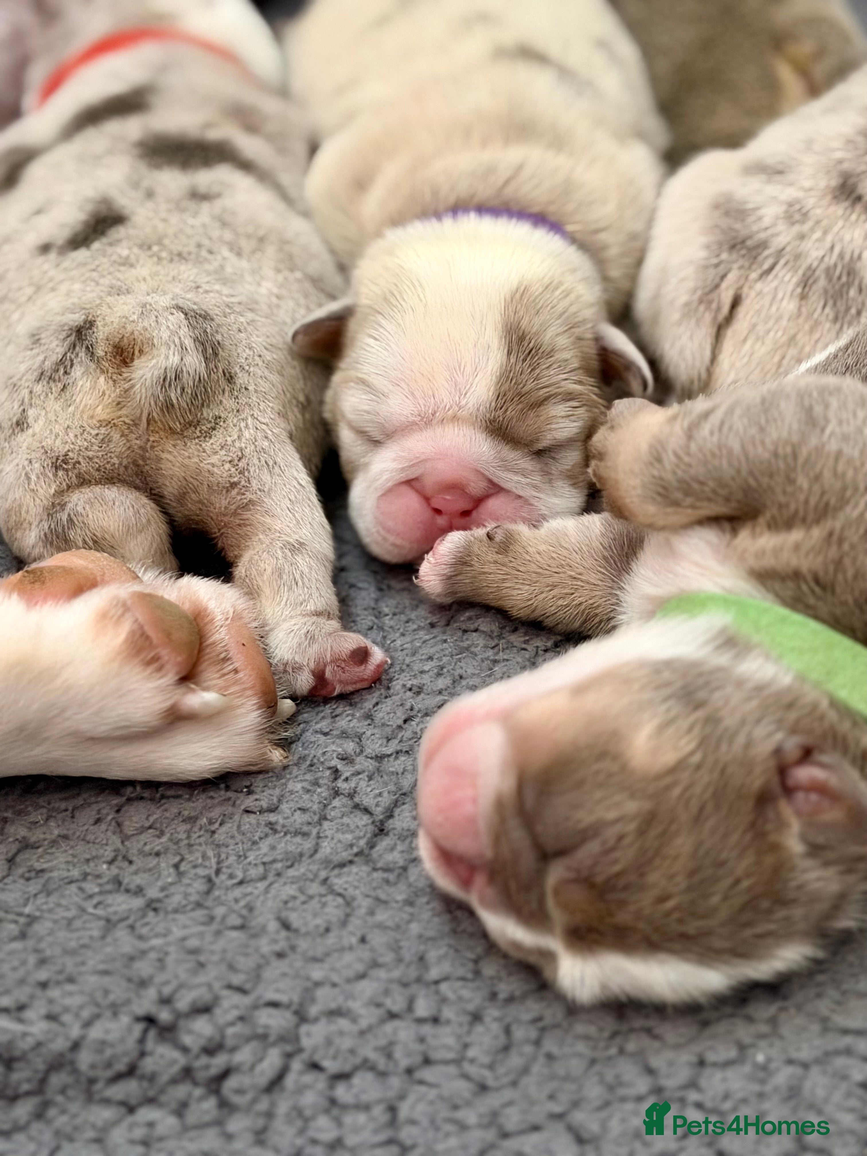 English Bulldog dogs BEAUTIFUL LILUC TRI + LILUC TRI MEARL BULLDOGS - Advert 11