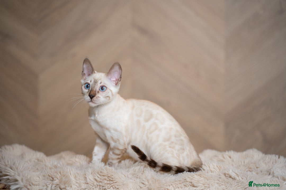 Bengal cats for sale: FRANCO- Snow Bengal Boy- Excellent traits-TICA reg - Advert 8