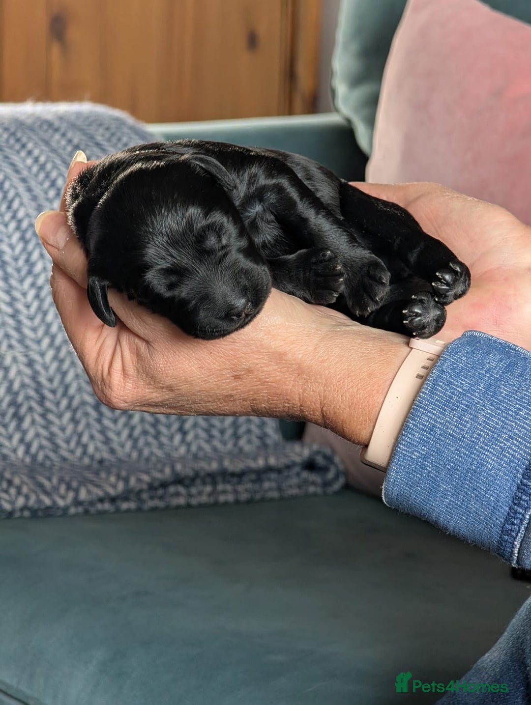 Labradoodle dogs for sale: Adorable Labradoodle puppies - Advert 4