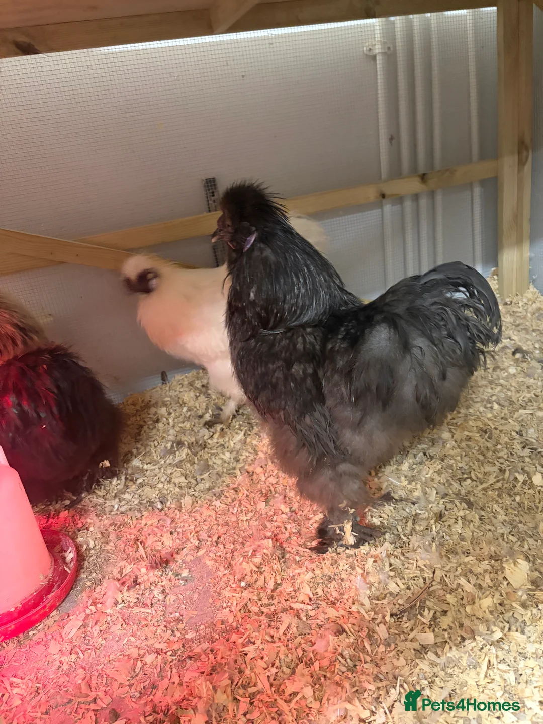 Chickens poultry for sale: Silkie cockerels for sale  - Advert 6