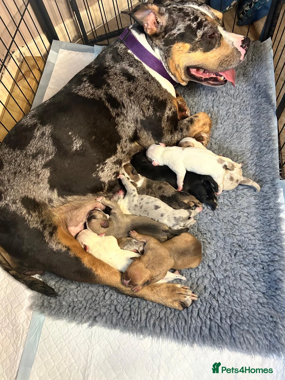 American Bully dogs for sale: Pocket Bullies only 3 girls 1 boy left  in Addlestone - Advert 2