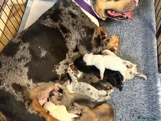 American Bully dogs Beautiful Pocket Bullies ABKC Registered 4 weeks - Advert 6