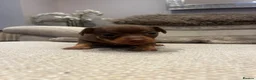 Russian Toy Terrier dogs for sale: RUSSIAN TOY TERRIERS  - Advert 11