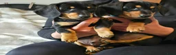 Dachshund dogs for sale: Dachshund  - Advert 2