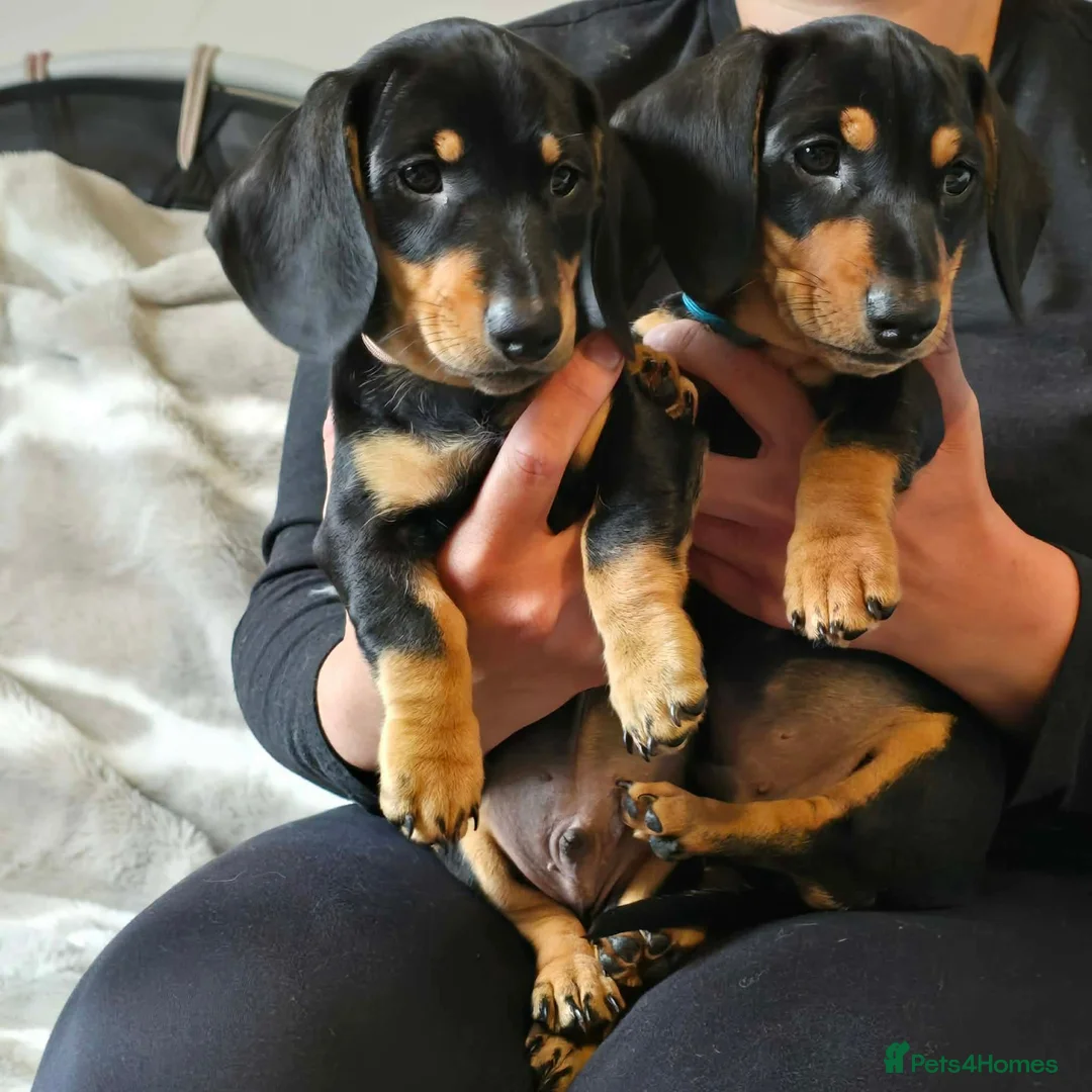 Dachshund dogs for sale: Dachshund  - Advert 2