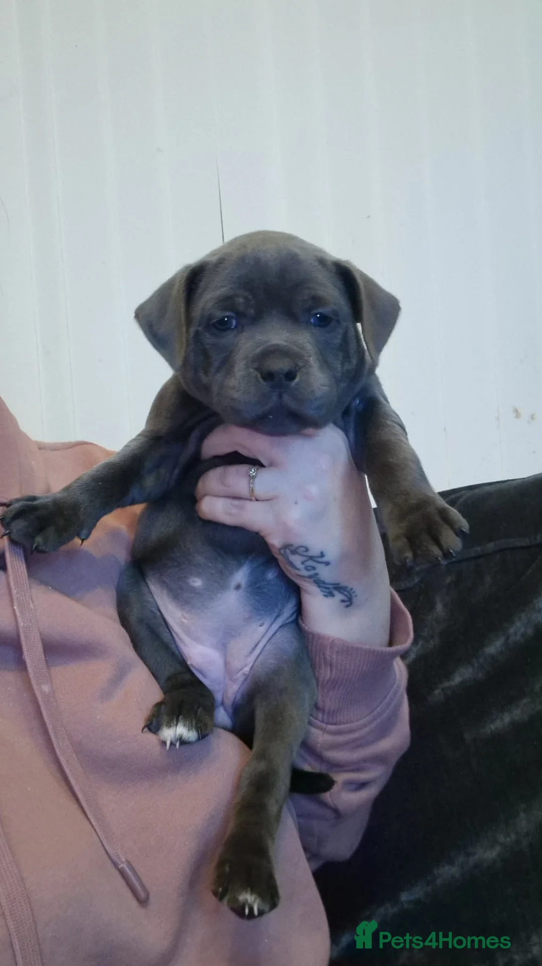 Staffordshire Bull Terrier dogs for sale: Beautiful KC reg Staffordshire bull terriers - Advert 8