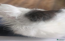 Mixed Breed cats for sale: Fluffy kitten - Image 4