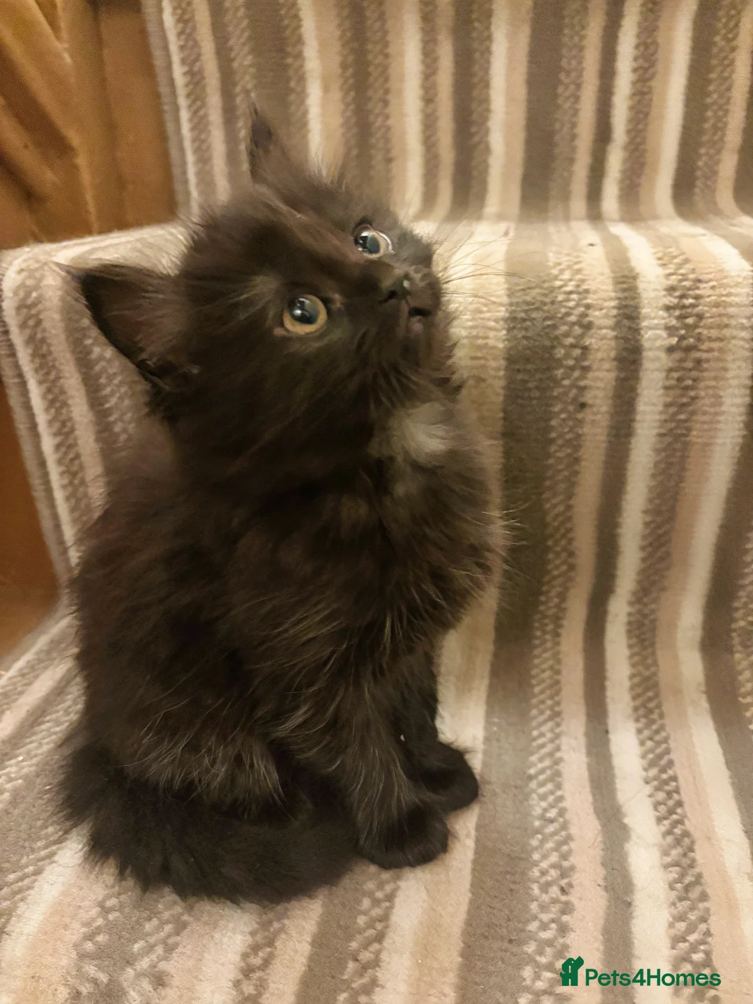 Norwegian Forest Cat cats for sale: Adorable Norwegian forest kittens for sale  - Advert 1