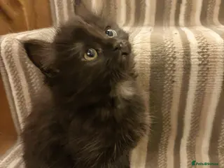 Norwegian Forest Cat cats Adorable Norwegian forest kittens for sale - Advert 1