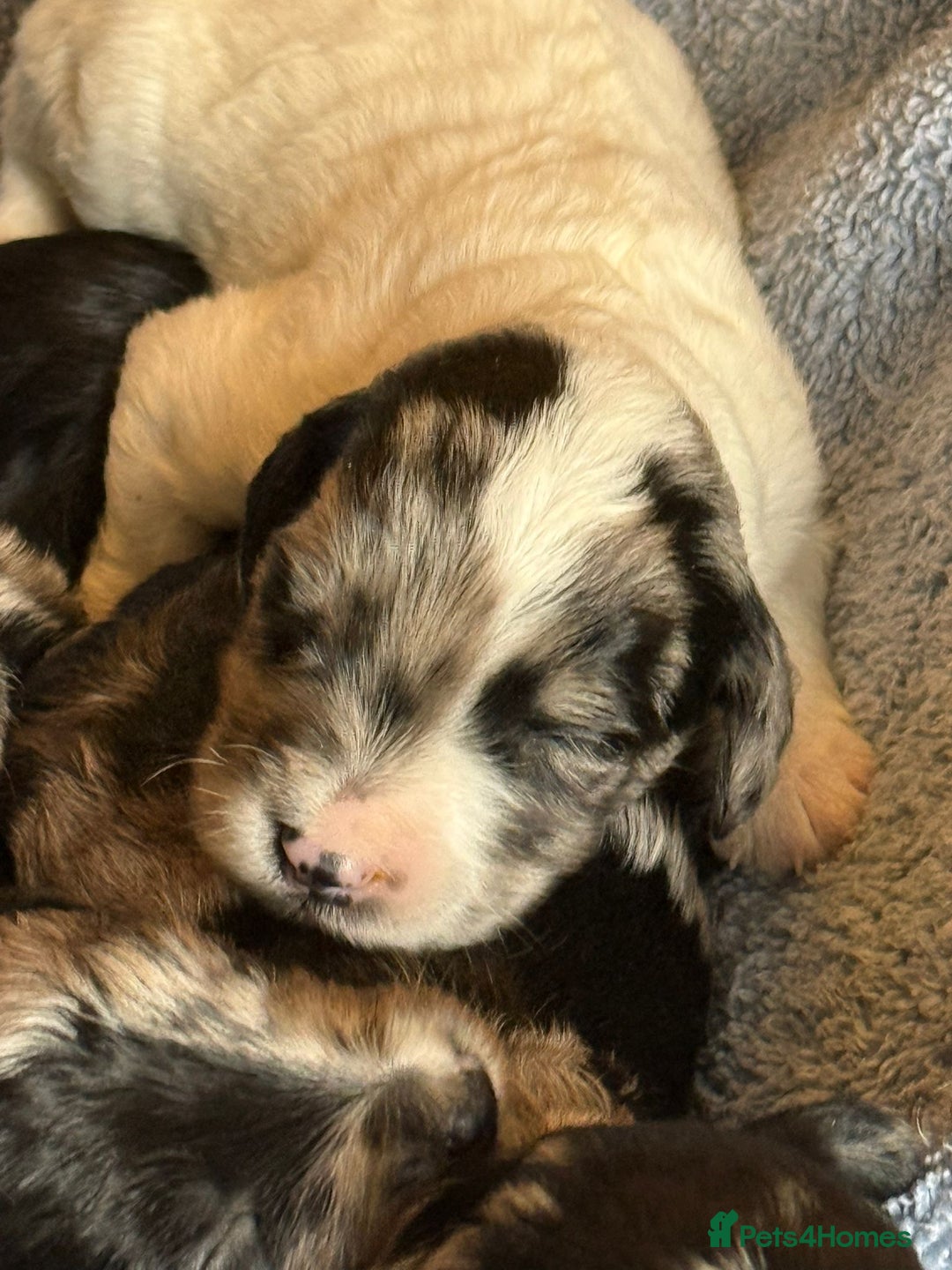 Sproodle dogs for sale: Merle F1 Sproodles 5⭐️Licenced Breeder full DNA - Advert 24