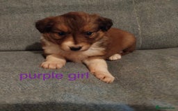 Welsh Collie dogs for sale: Pure Welsh red sheepdog collie pups - Image 6