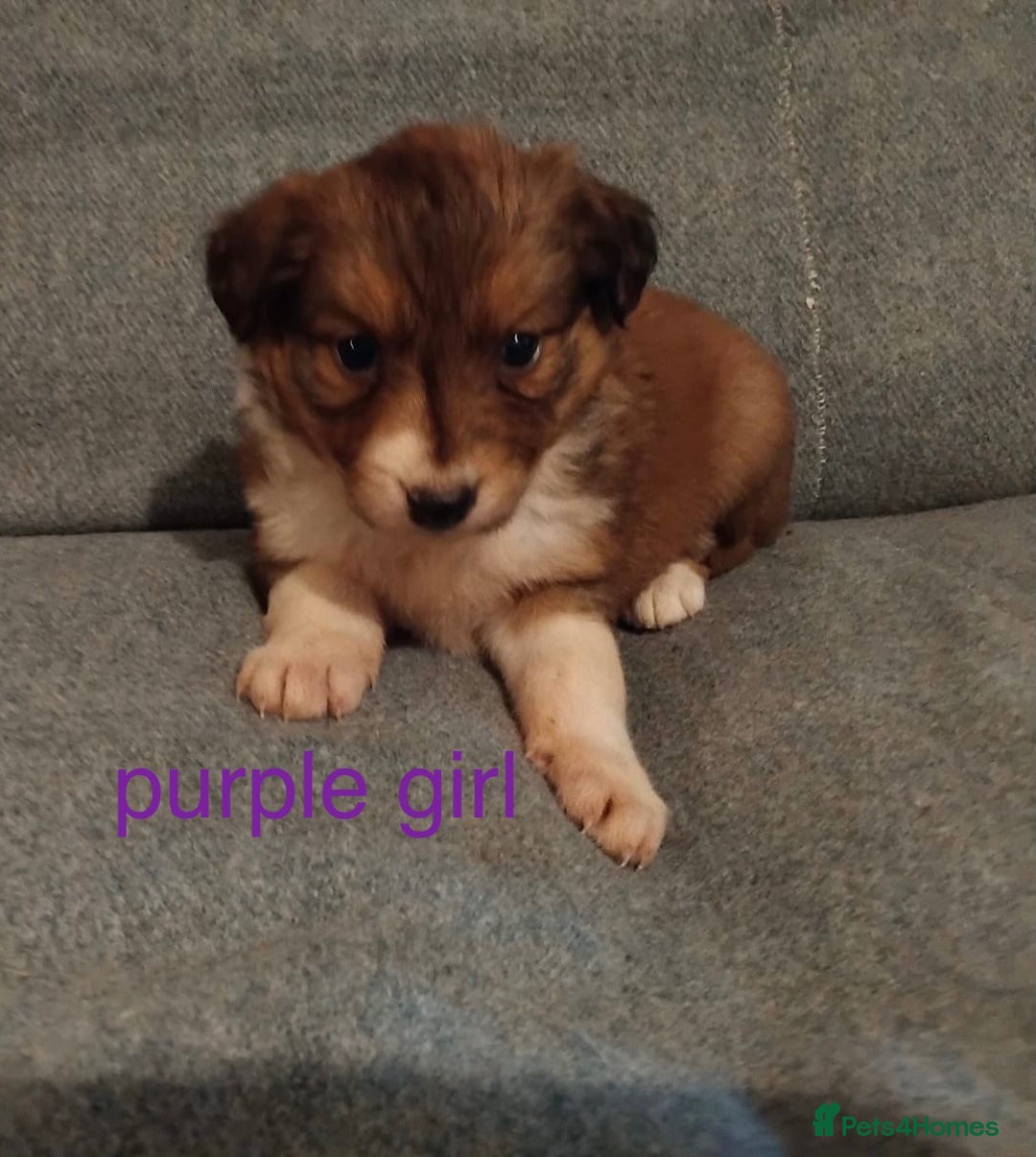 Welsh Collie dogs for sale: Pure Welsh red sheepdog collie pups - Image 6
