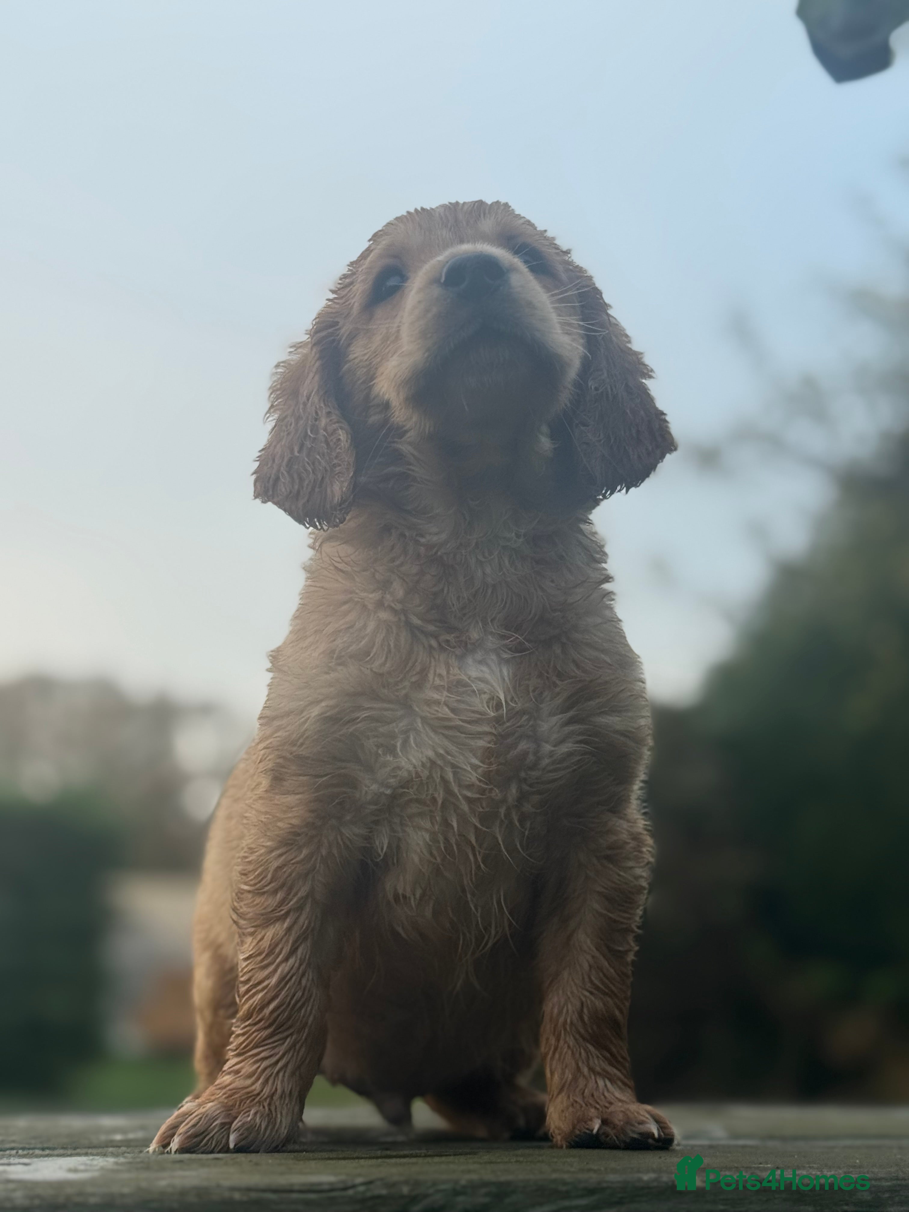 Cocker Spaniel dogs Game keeper bred -KC Registered health tested - Advert 17