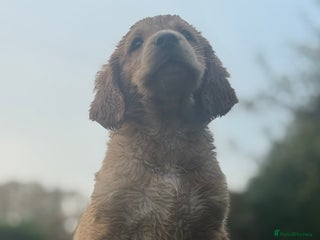 Cocker Spaniel dogs Game keeper bred -KC Registered health tested - Advert 5