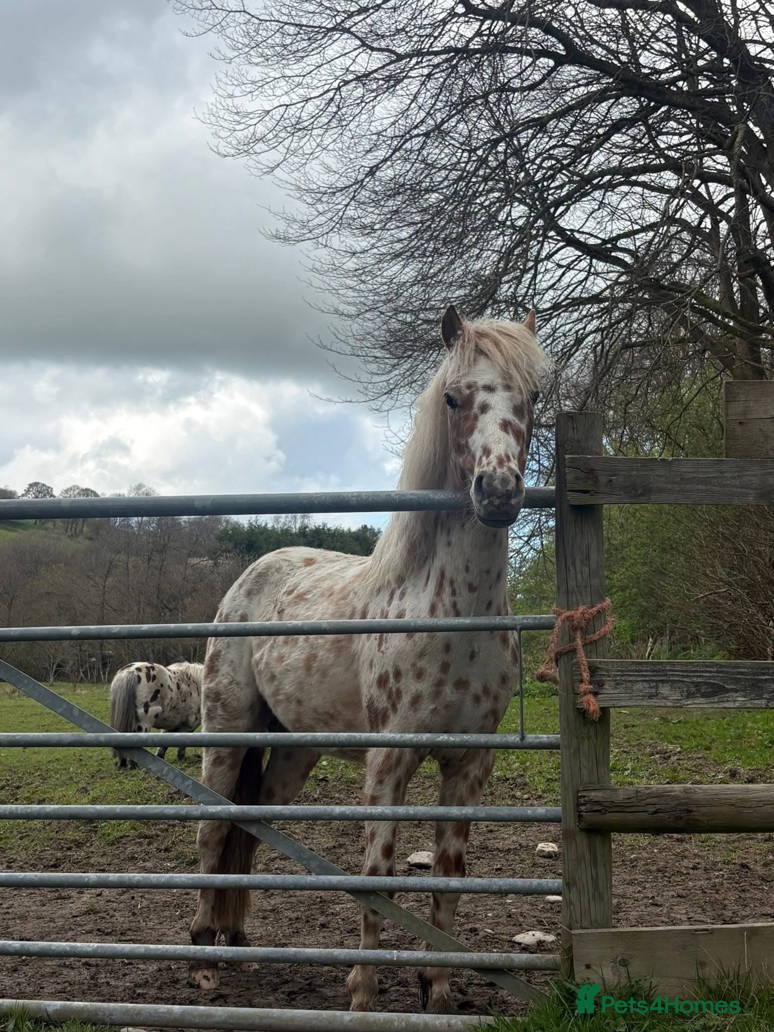 Other Breed horses for sale: 12hh British spotted pony  in Corwen - Advert 2
