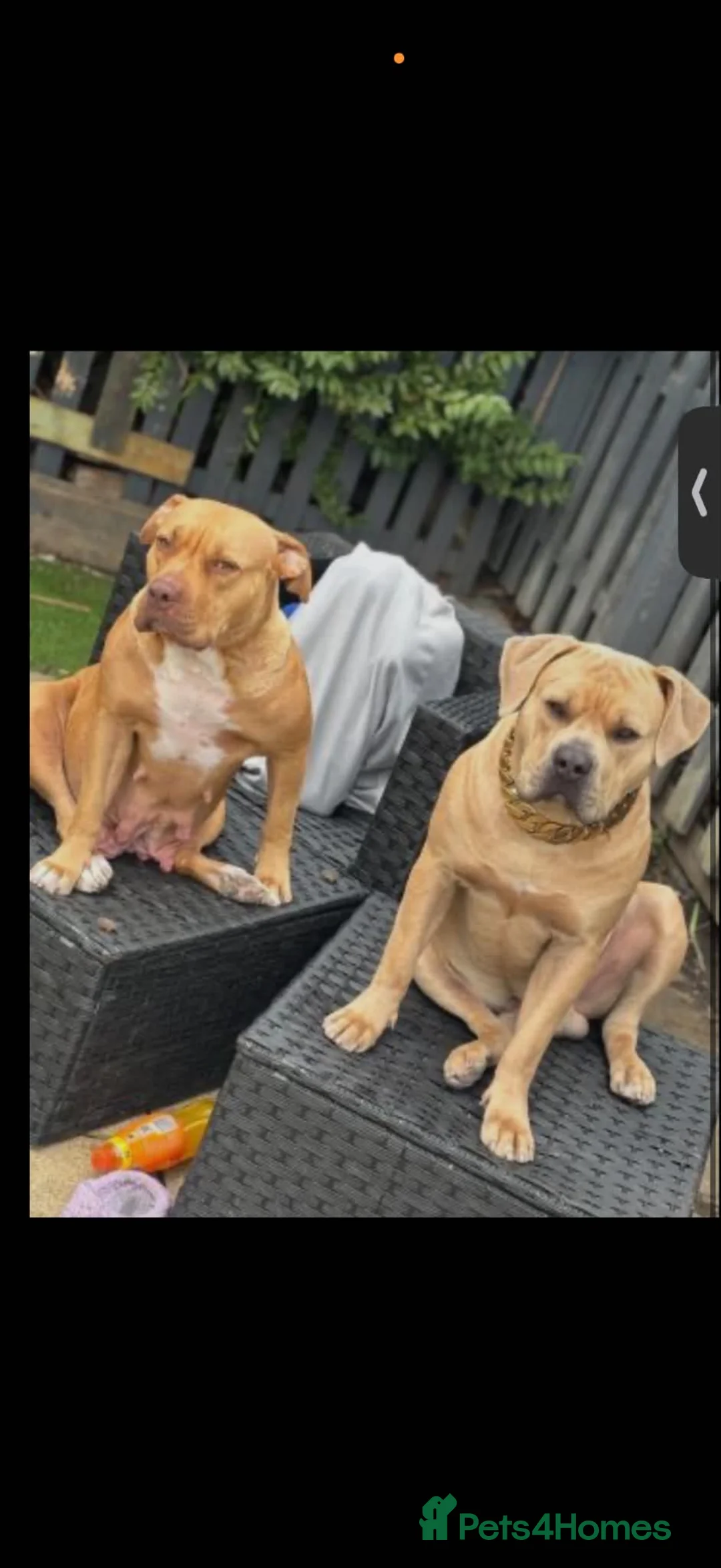 American Bully dogs for sale: American bully - Advert 2