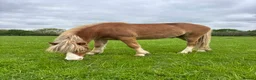 Welsh Section A horses for sale: Dapper Pony Open to Sensible Offers to Right Home - Advert 4
