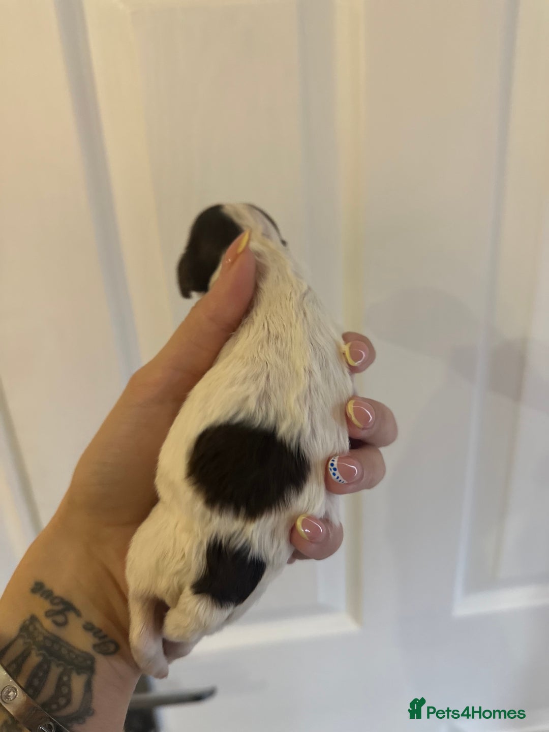 Cockapoo dogs for sale: F1 Cockapoo Puppies - Rainbow litter  - Image 10