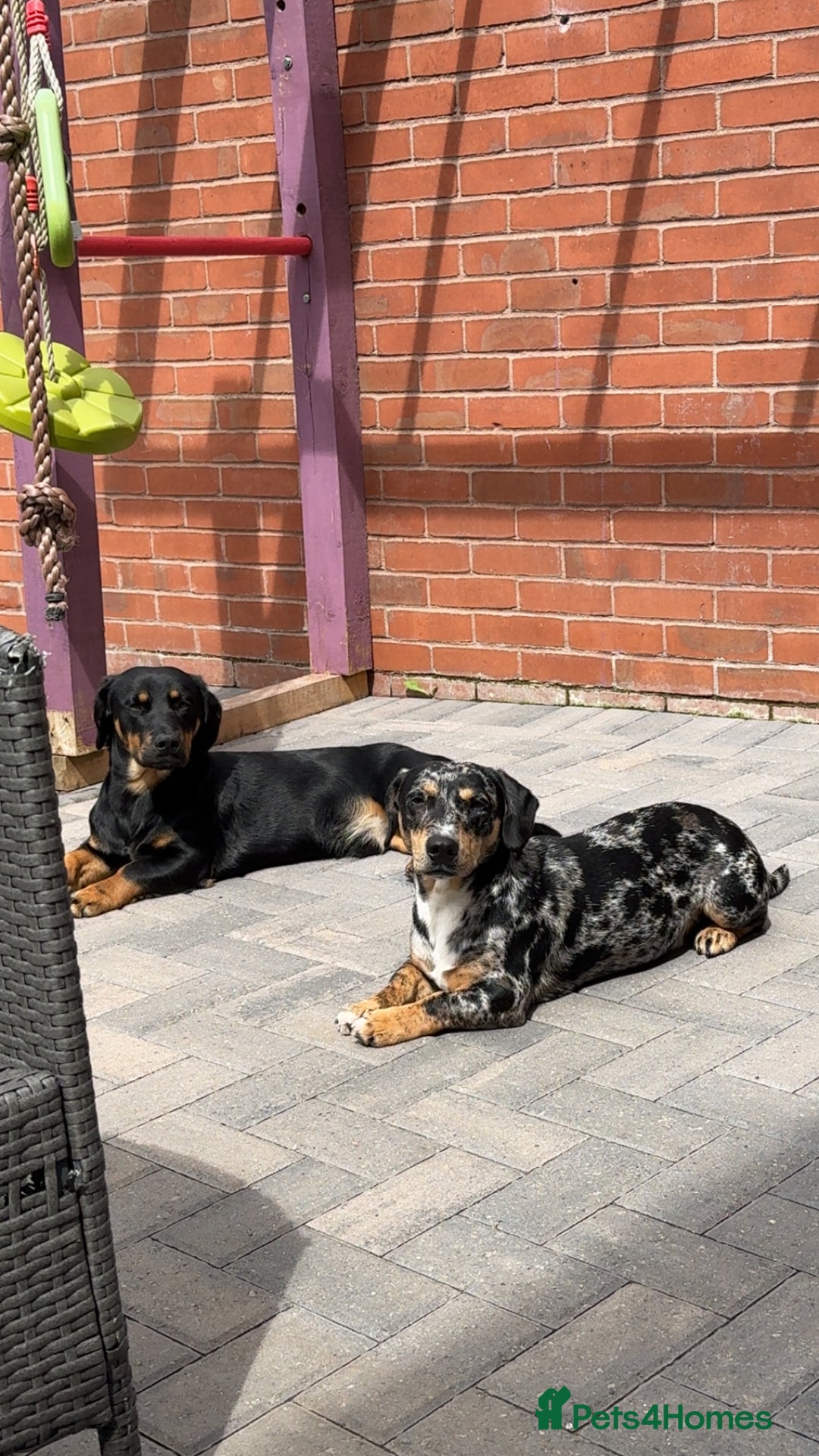 Mixed Breed dogs for sale: Timothy & Jeremy - Image 1
