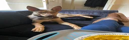 Mixed Breed dogs for adoption: Could You Be the One Valentina Needs? in Ipswich - Advert 7