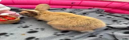 Mini Lop rabbits for sale: 🐰 Beautiful Mini Lop Baby Bunnies –Ready to go 🐰 - Advert 8