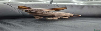 Sphynx 2