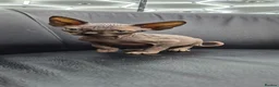 Sphynx cats for sale: Black sphynx - Advert 6