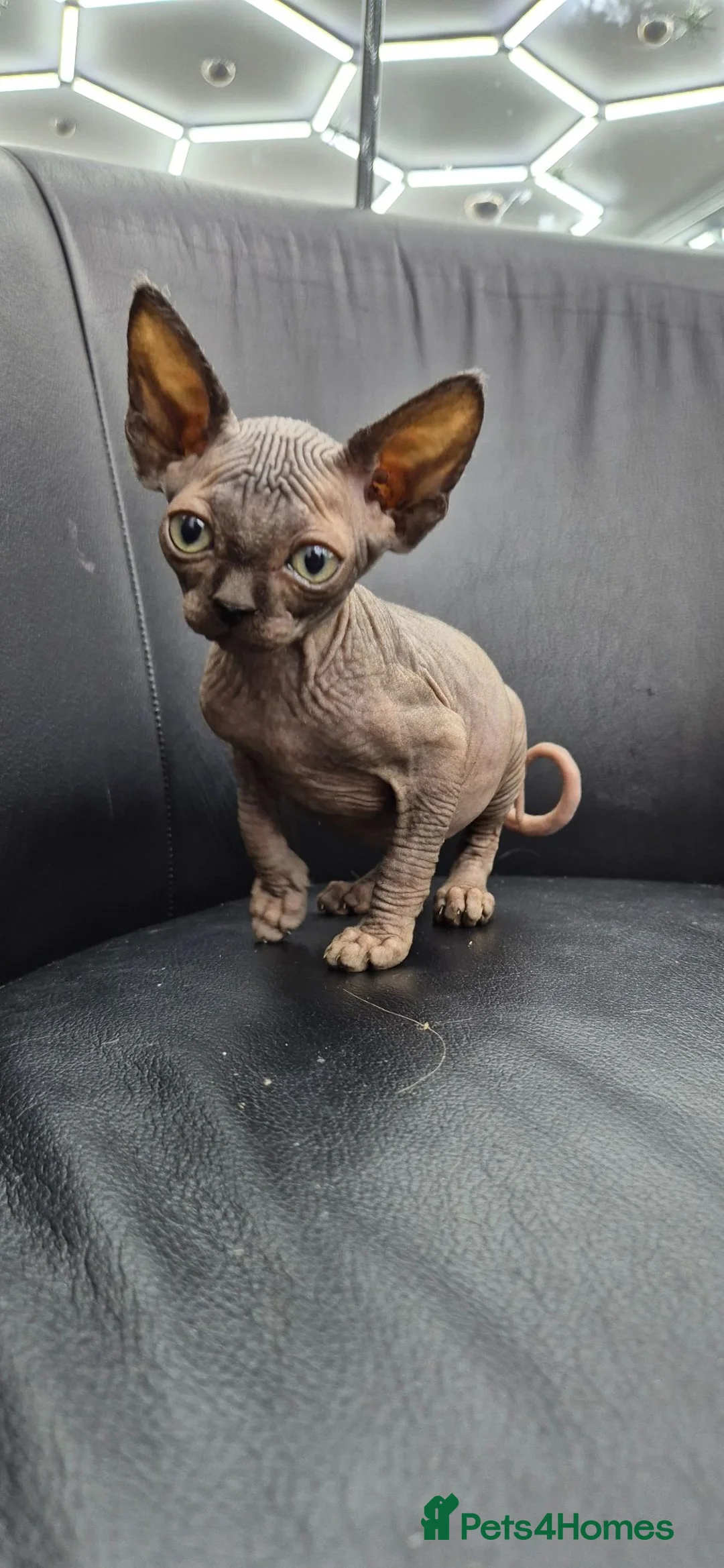 Sphynx cats for sale: Black sphynx - Advert 6