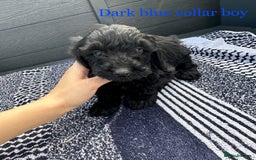 Cockapoo dogs for sale: F1 cockapoo puppies - Image 12