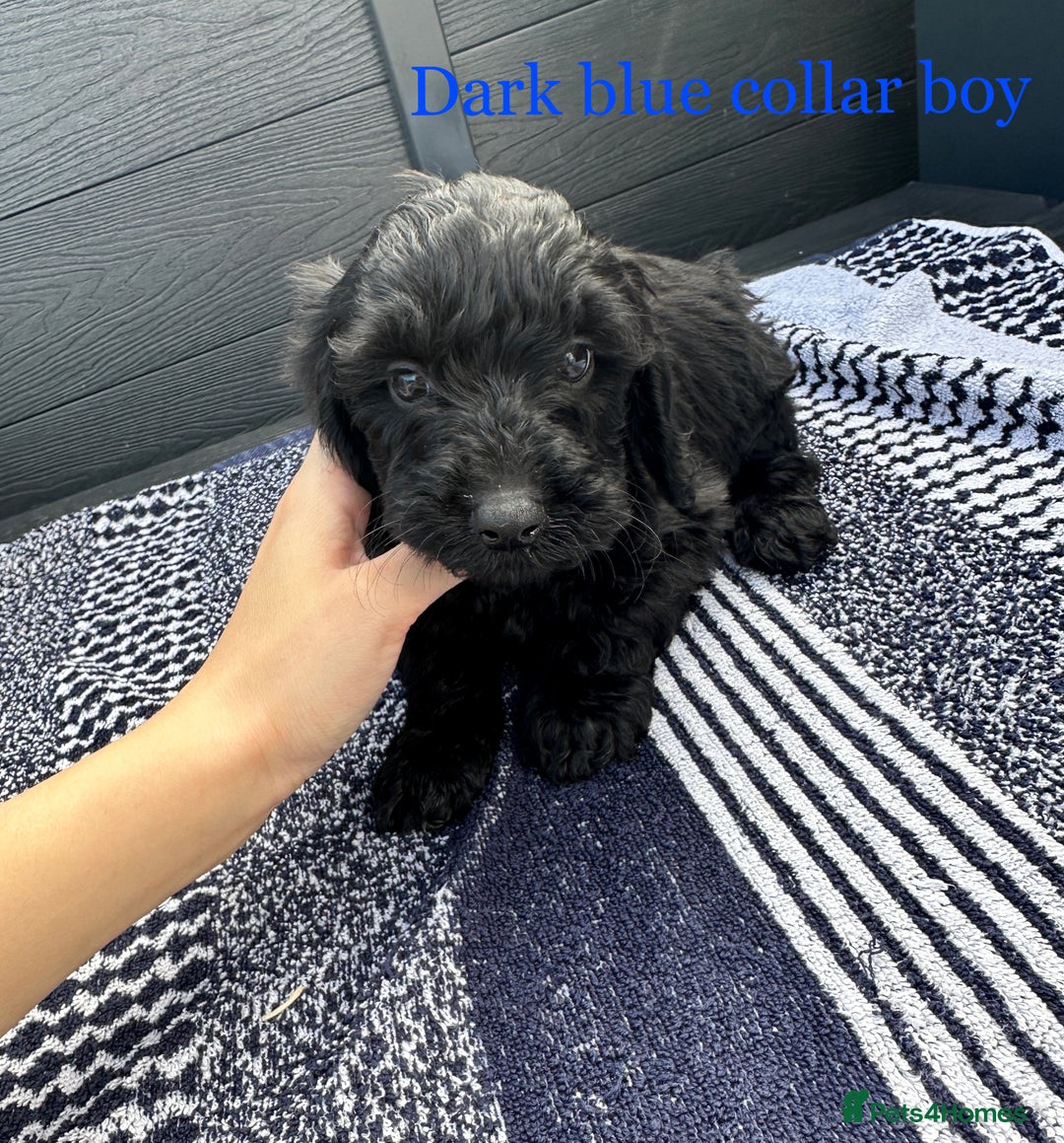 Cockapoo dogs for sale: F1 cockapoo puppies - Image 12