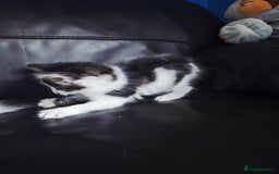 European cats for sale: Cute Kittens Ready for Homes 😍 - Image 3