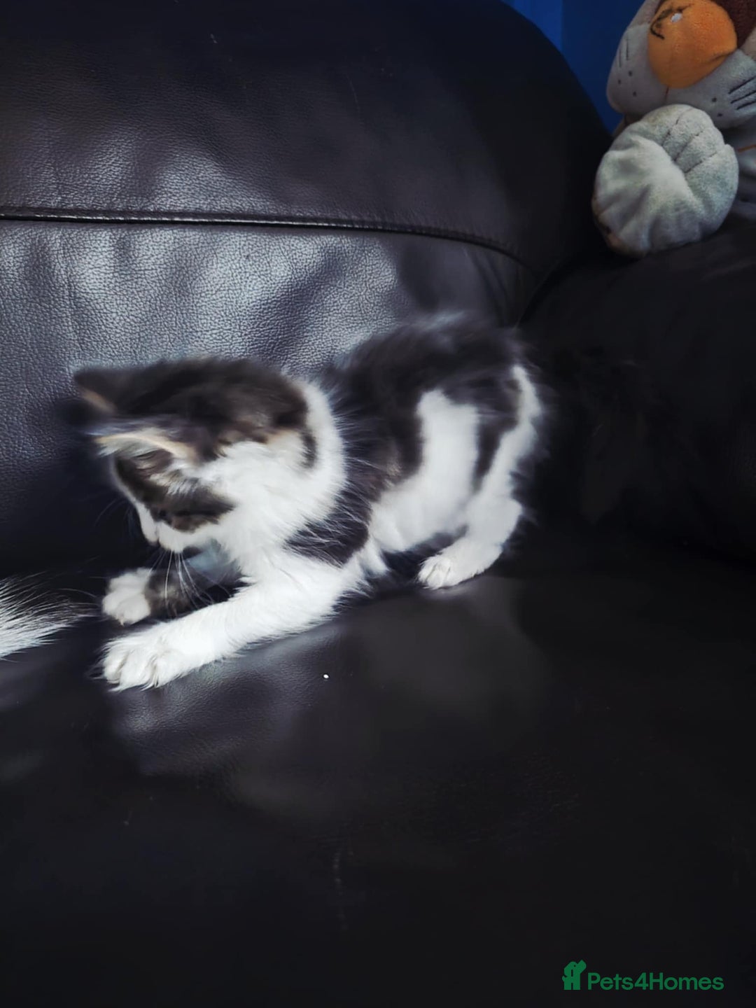 European cats for sale: Cute Kittens Ready for Homes 😍 - Image 3