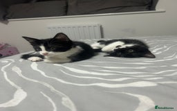 British Longhair cats for sale: Sweet natured,beautiful kitten&seresto fleaCollar  - Image 8