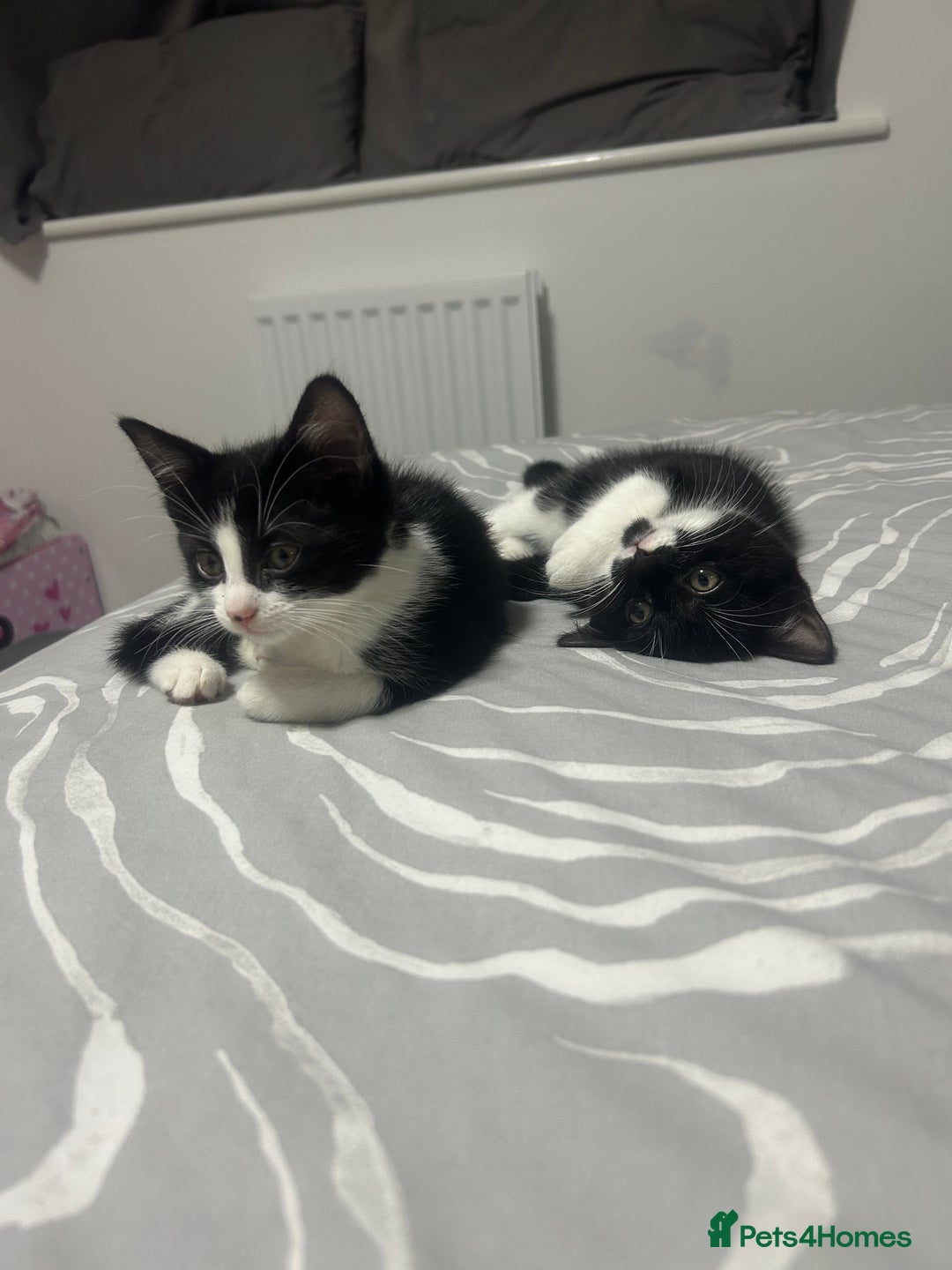 British Longhair cats for sale: Sweet natured,beautiful kitten&seresto fleaCollar  - Image 8