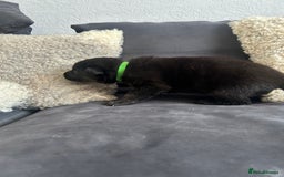 German Shepherd dogs for sale: ALFREDO  - Image 24
