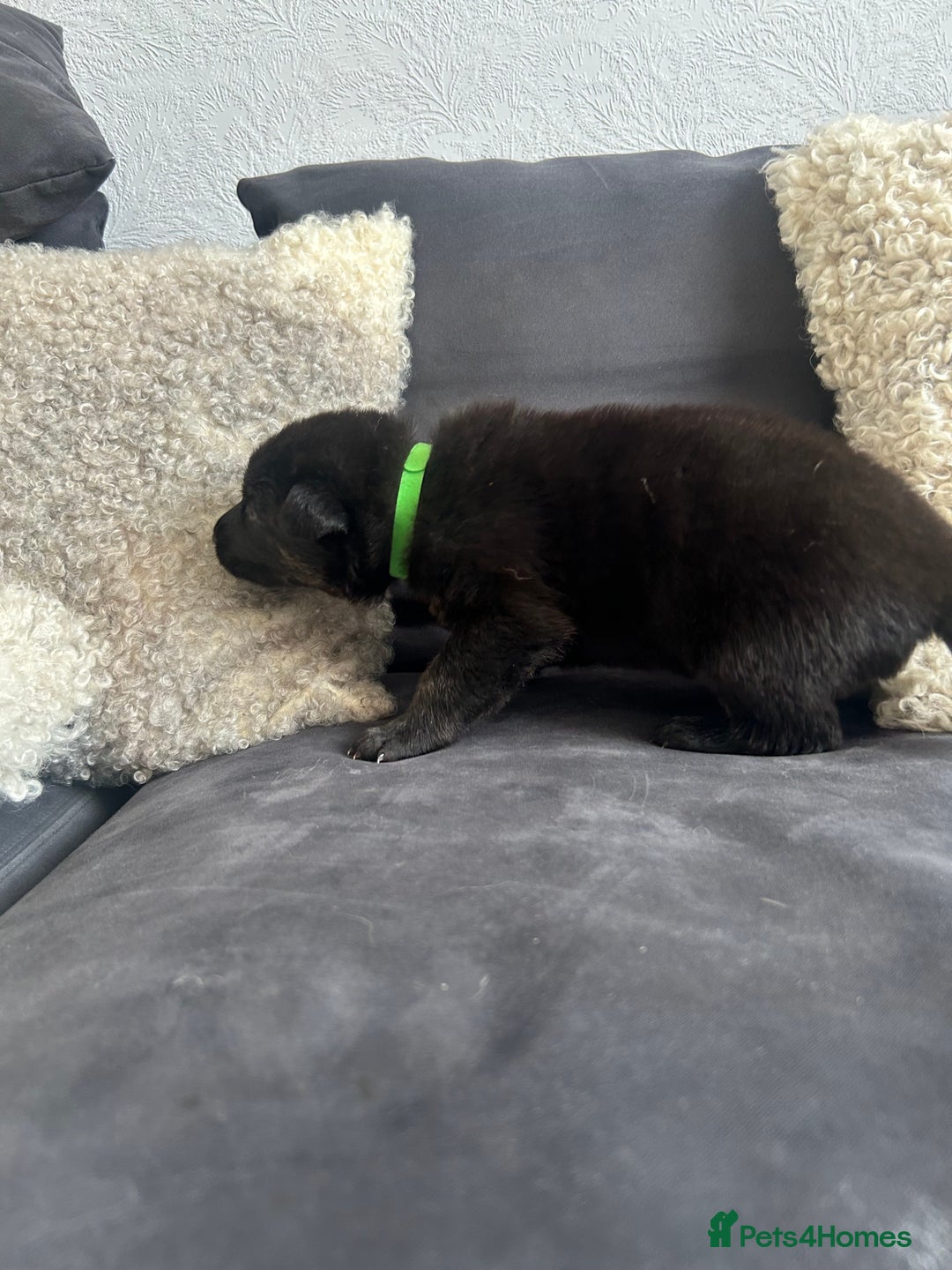 German Shepherd dogs for sale: ALFREDO  - Image 24