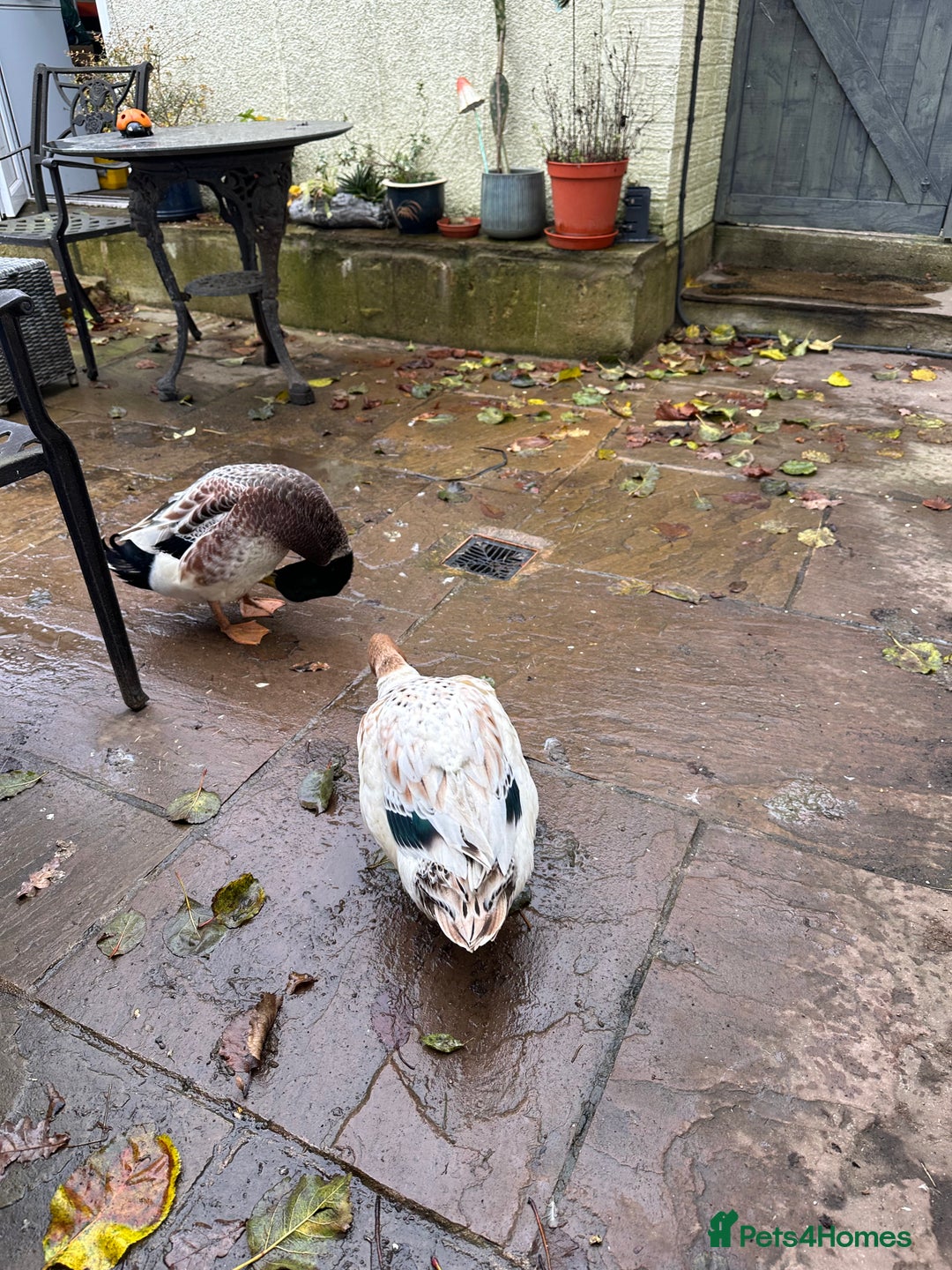 Ducks poultry for sale: Silver Dutch ducks - Advert 3